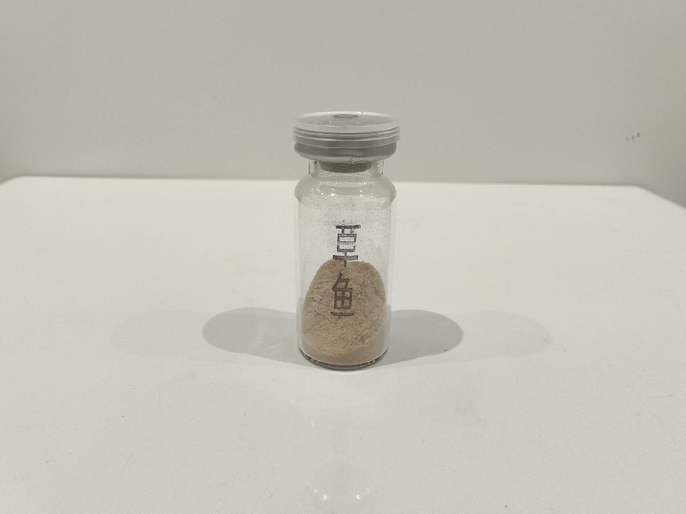 草鱼 Ctenopharyngodon idella