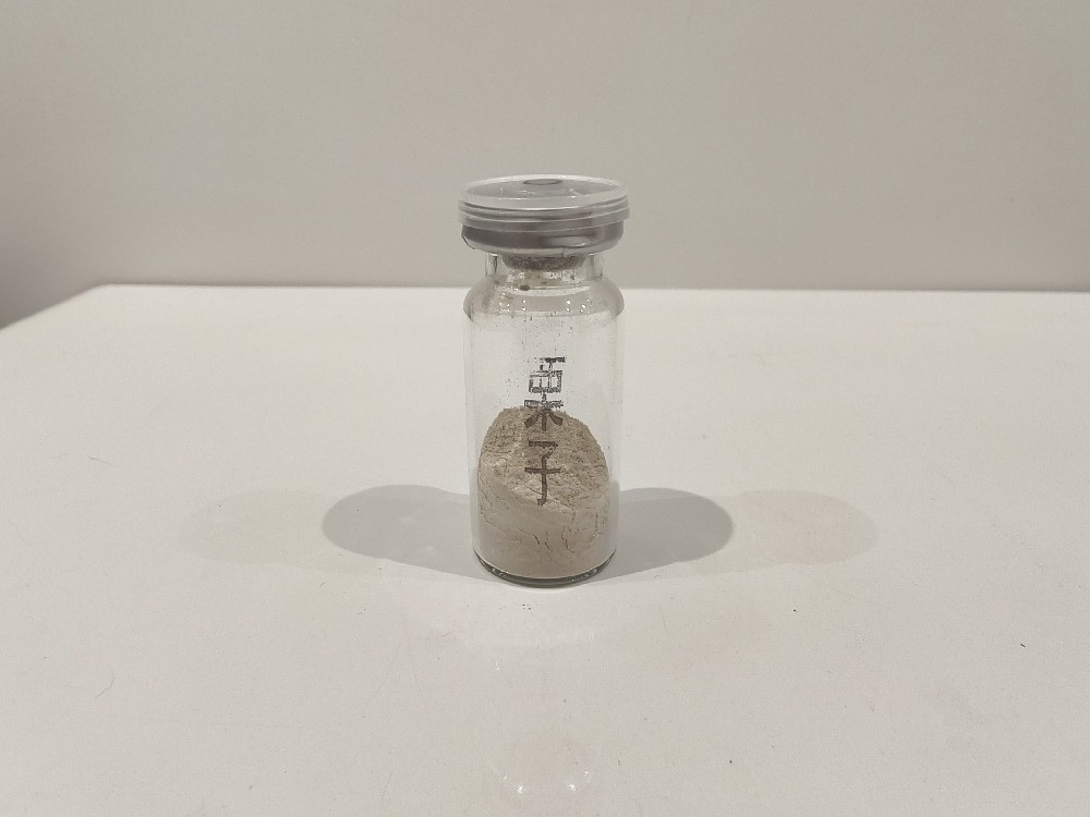 栗子  Nux Castaneae sativae