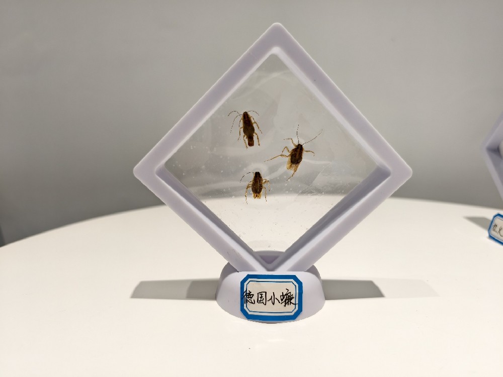 德国小蠊 Blattella germanica