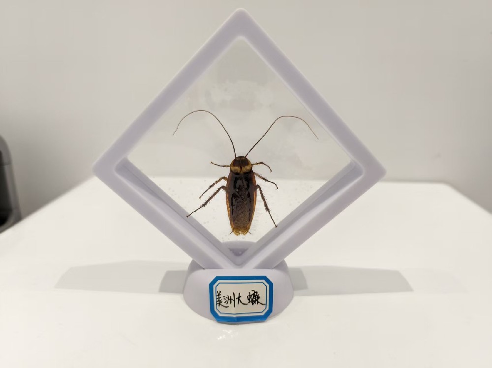 美洲大蠊  Periplanete americana