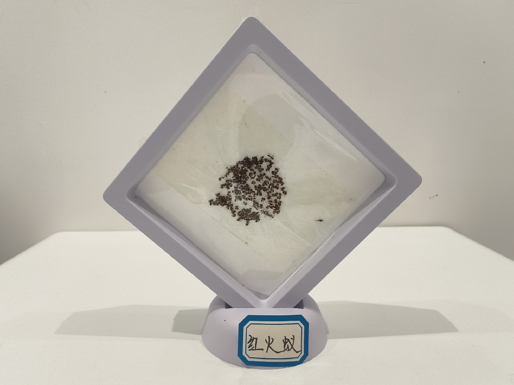 红火蚁  Solenopsis invicta